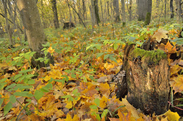 mushrooms at a tree stump