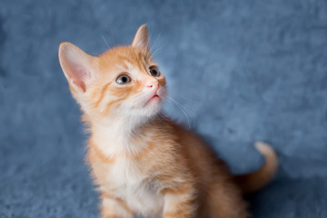 Fototapeta na wymiar Ginger kitten looking sideways. portrait. close-up. age 2 months