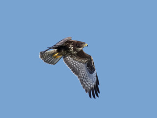 Common buzzard (Buteo buteo)