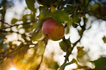 Sonnengereifter Apfel