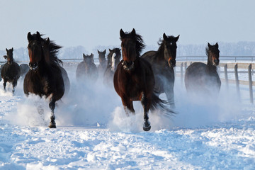 Plakat The herd of horse runs along on deep snow