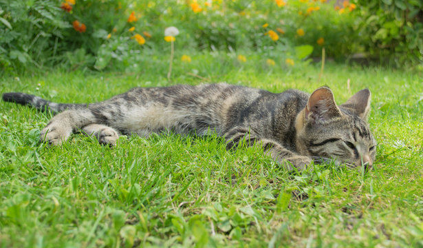 tabby kitten on grass