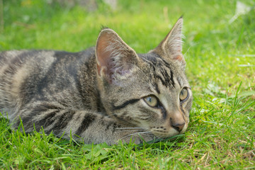 tabby kitten on grass
