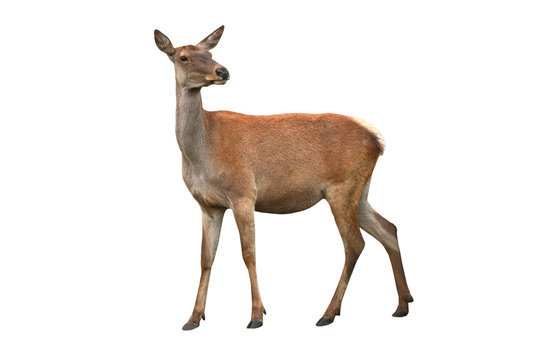 Fototapeta  deer