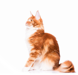 Portrait of domestic red Maine Coon kitten - 8 months old. Cute young cat sitting in front and looking away. Curious young orange striped kitty isolated on white background.
