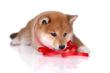  Cute Puppy Shiba Inu on a white background 