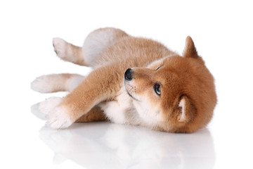  Cute Puppy Shiba Inu on a white background 