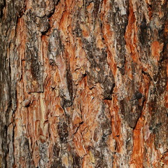 pine tree background and texture