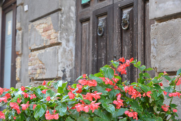 Fototapeta na wymiar a bush with red flowers near the street