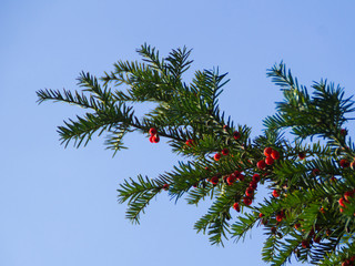 Yew tree with red berries