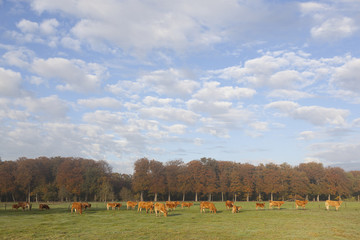 Fototapeta premium limousin cows in meadow before autumn forest in warm morning lig