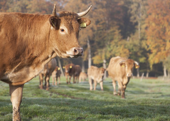 limousin cows in meadow before autumn forest in warm morning lig