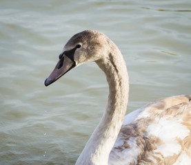 Swan on lake Balaton