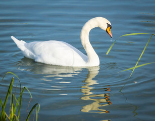 Swan on lake Balaton