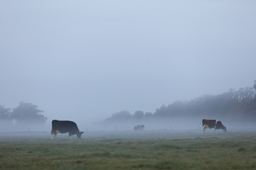 spotted cows in early moring misty meadow in holland - obrazy, fototapety, plakaty