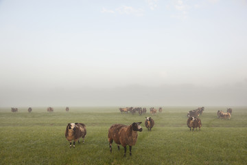 sheep stand and graze in early morning misty meadow in the nethe