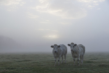 two white meat cows in early moring misty meadow in holland - obrazy, fototapety, plakaty
