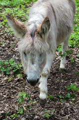 Obraz premium donkey in the zoo