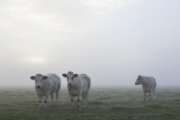 three white meat cows in early moring misty meadow in holland - obrazy, fototapety, plakaty