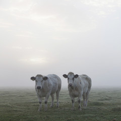 Fototapeta premium three white meat cows in early moring misty meadow in holland