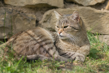 Fototapeta premium Young tabby kitten