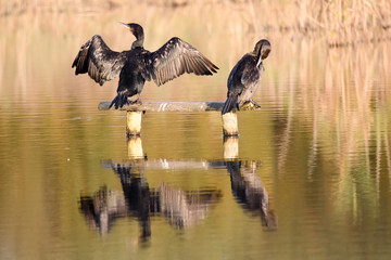 Cormorant (Phalacrocorax carbo) holding wings out to dry. Large birds in the family Phalacrocoracidae resting in sun on Ham Wall National Nature Reserve in Somerset, UK