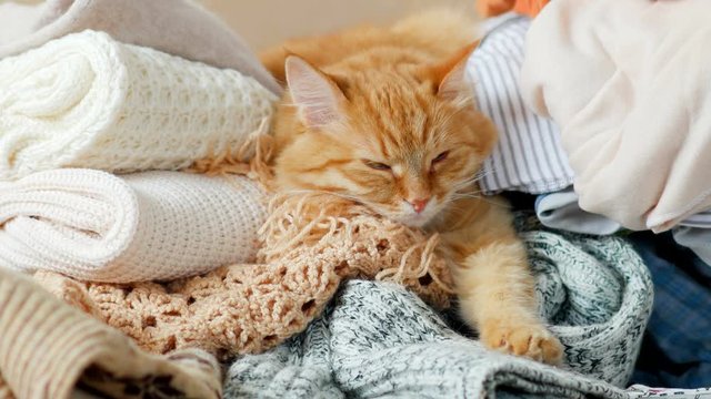 Cute ginger cat sleeps on a pile of knitted clothes. Warm knitted sweaters and scarfs are folded in heaps. Fluffy pet is dozing among cardigans. Cozy home background