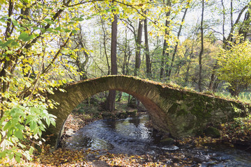 stone bridge in the forest