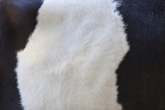 part of black and white hide on side of cow