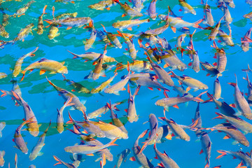 Fish in clear water at natural attractions in Ratchaprapha Dam at Khao Sok National Park, Surat Thani Province, Thailand.