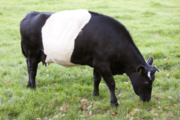 black and white lakenvelder cow in dutch meadow near Amersfoort