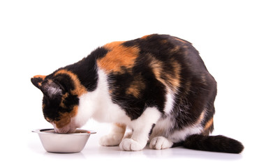 Tricolor calico cat eating out of a bowl, on white