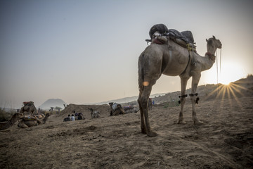 Camel at a desert in Pushkar, India.