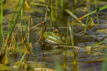 American Bullfrog in the Water