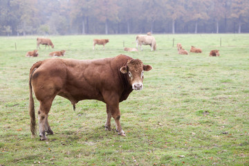 limousin bull guards herd in green meadow before forest in autum
