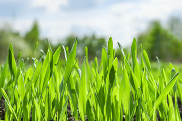 Young green grass background. Texture grass closeup. Green meadow.