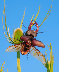 Beautiful large stag beetle with wings on. The largest european beetle on a branch against a blue...
