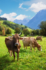 Fototapeta na wymiar Kühe in idyllischer schweizer Landschaft