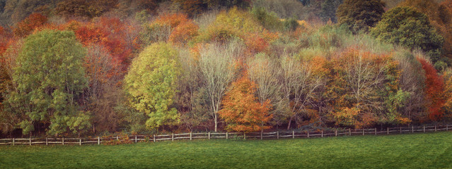 Warm Autumn colours on the foliage on a forest of trees