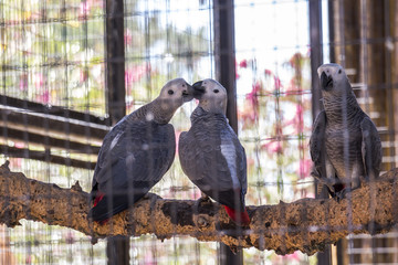 Two birds kissing each other inside cage