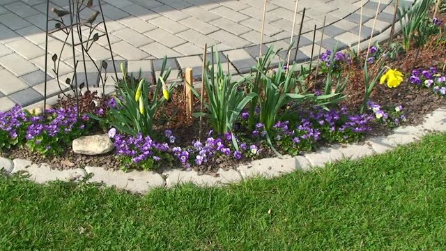 Veilchen und Narzissen zittern im Wind vor der gepflasterten Terrasse