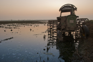 Old tractor in a flooded rice field at sunset