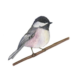 Watercolor painting small winter bird. Hand drawn illustration - 125623845