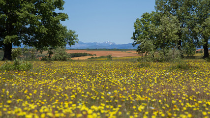 Fototapeta premium Paisaje Primaveral con Robles Flores amarillas y Montañas al Fondo