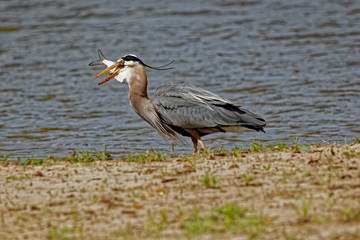 A Great Blue Heron gulps down a fish