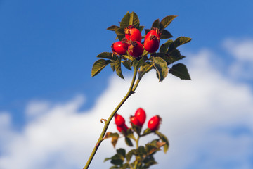 Escaramujos o tapaculos. Baya fruto rojo de rosal silvestre ( Rosa canina ) con fondo de cielo azul...