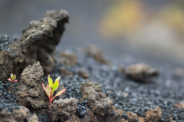 New life in hard enviroment. Small green plant grows in hostile lava field.