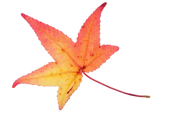 Red yellow autumn leaf isolated on white background. Detailed leaf veins are visible.