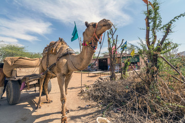 Camel at a desert in Pushkar,india