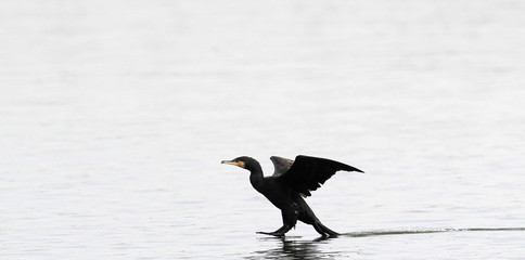 Great Cormorant, Phalacrocorax carbo, Black cormorant , flying above the Danube river in Zemun, Belgrade, Serbia. 